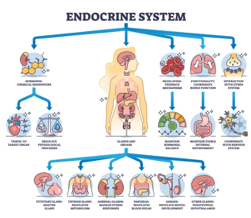 Understanding the Endocrine System: A Guide to Maintaining Hormonal Health