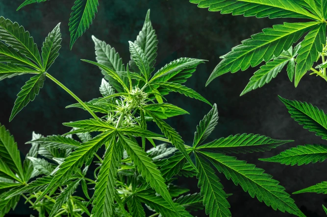 Understanding the Endocannabinoid System: Functions and Benefits