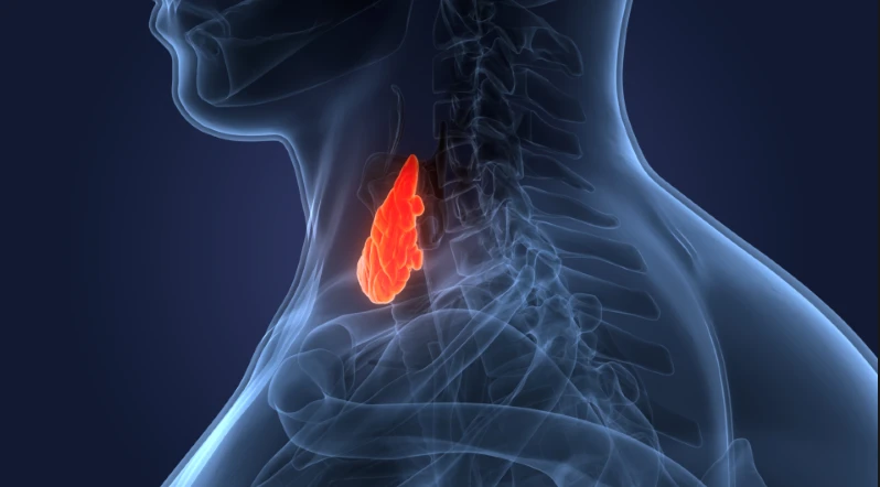 Endocrine Wellness: How to Support Your Hormones Naturally